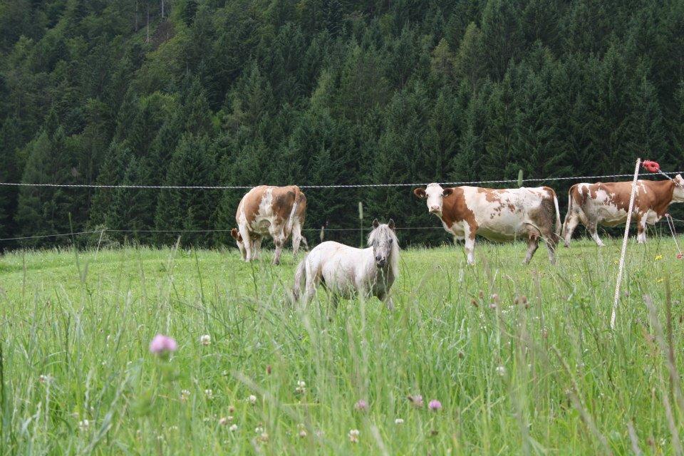 Hefenscherbauer Annaberg im Lammertal Exterior foto