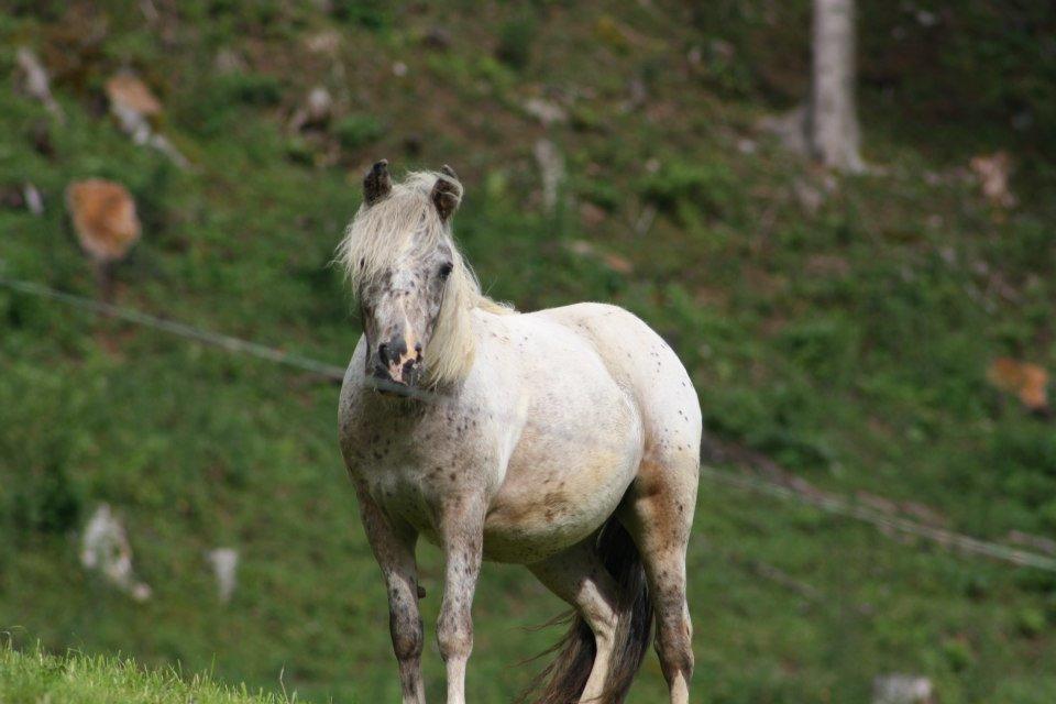Hefenscherbauer Annaberg im Lammertal Exterior foto
